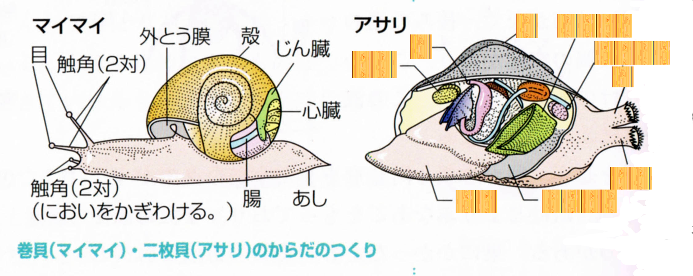 理科の勉強方法 生物４ 学生時代苦労した親父が教える勉強方法